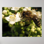 Viburnum Poster