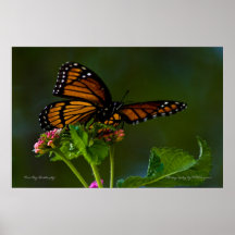 Vice arte de la pared de la mariposa de Roy Poster