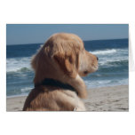 Viceroy at the Beach Greeting Card