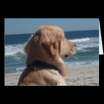 Viceroy at the Beach cards by Firecrackinmama Viceroy at the Beach cards