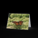 Viceroy Butterfly Card