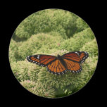 Viceroy Butterfly Magnet