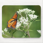 Viceroy Butterfly on White Wildflower Mouse Pad