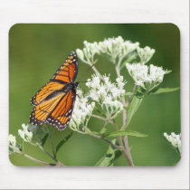Viceroy Butterfly on White Wildflower Mouse Pad mousepads