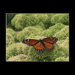 Viceroy Butterfly Postcard