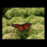 Viceroy Butterfly Print