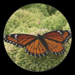 Viceroy Butterfly Sticker