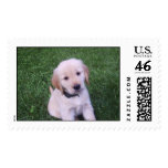 Viceroy's First Romp in the Grass Postage Stamps