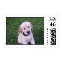 Viceroy's First Romp in the Grass postage by shell8422 Viceroy's First Romp in the Grass postage