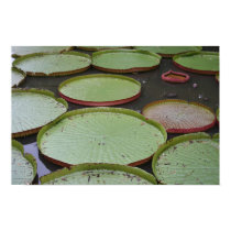 Victoria Amazonica Lilypads posters