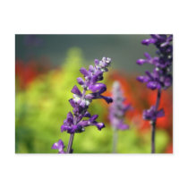 Victoria Blues Postcard by estjohn Victoria Blues Postcard