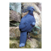 Victoria Crowned Pigeon - Goura victoria Portfolio posters by LisasLair Victoria Crowned Pigeon - Goura victoria Portfolio posters