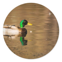 Victoria Duck 1 stickers by alinphoto Victoria Duck 1 stickers
