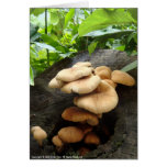 Victoria Peak- Mushrooms Greeting Card