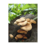 Victoria Peak- Mushrooms Postcard