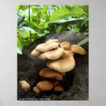 Victoria Peak- Mushrooms Print