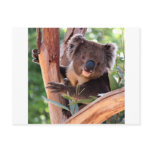 Victorian Koala Postcards