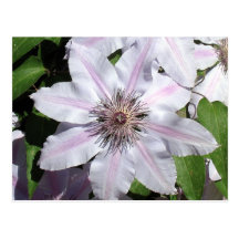 Vid del Clematis Postal