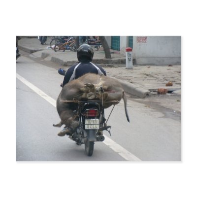 Vietnam Motorbike 2 post card