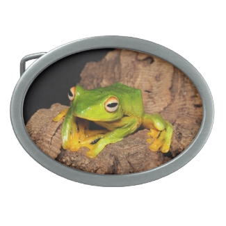 Vietnamese Black-Webbed Gliding Frog