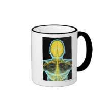View of the nerves in the upper body from above mug