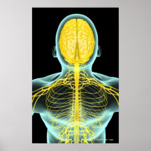 View of the nerves in the upper body from above poster