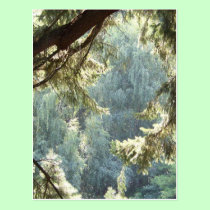View Through the Trees postcards