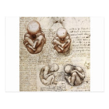 Views of a Foetus in the Womb Postcard