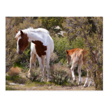 Vigilant Mother Postcards