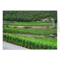 Vignobles in Ovronnaz, Switzerland cards