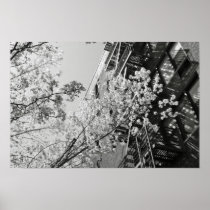 Village Cherry Blossoms Posters