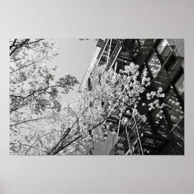 Cherry Blossoms Poster