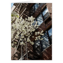 Village Cherry Blossoms Too Greeting Cards