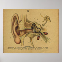 Vinatge German Anatomy Print Ear