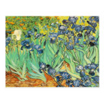 Vincent Van Gogh - Irises Postcard