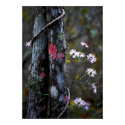 Vine-binded Tree posters