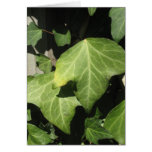 Vine Card