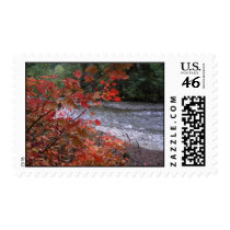 Vine Maple postage
