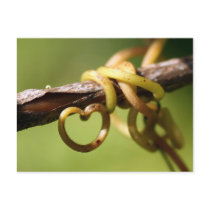 Vine of Love postcards by fantasian_angel Vine of Love postcards
