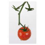 Vine tomato stationery design