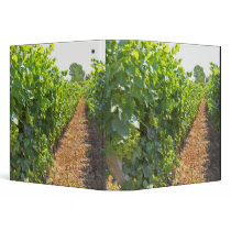 Vines trained high on wires supported by binder