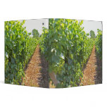 Vines trained high on wires supported by binders