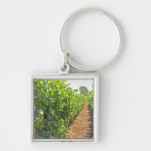 Vines trained high on wires supported by key chain