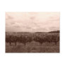 Vineyard 1 post cards
