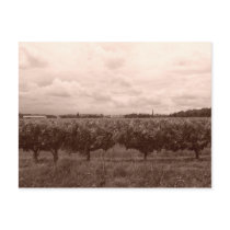 Vineyard 1 postcards by Nushka Vineyard 1 postcards