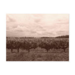 Vineyard 1 post cards