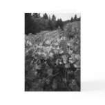 Vineyard and Hills, Draper Vineyard, 1966 Greeting Card