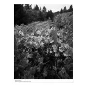 Vineyard and Hills, Draper Vineyard, 1966 print
