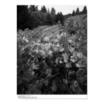 Vineyard and Hills, Draper Vineyard, 1966 posters by ucrcmp Vineyard and Hills, Draper Vineyard, 1966 posters