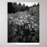 Vineyard and Hills, Draper Vineyard, 1966 Poster